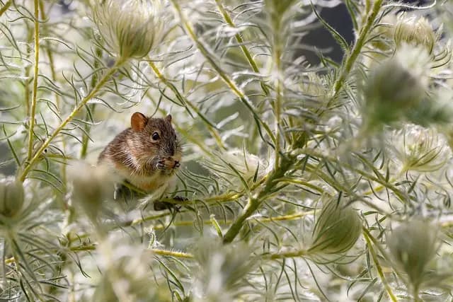 Guide d'achat des meilleures souris ergonomiques pour bureau